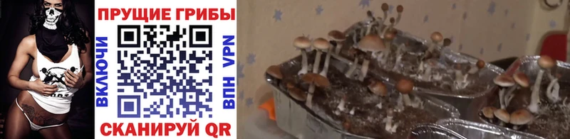 Псилоцибиновые грибы мицелий  Троицк 
